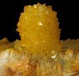 Sunshine Cactus Quartz Crystal - South Africa #98379-2
